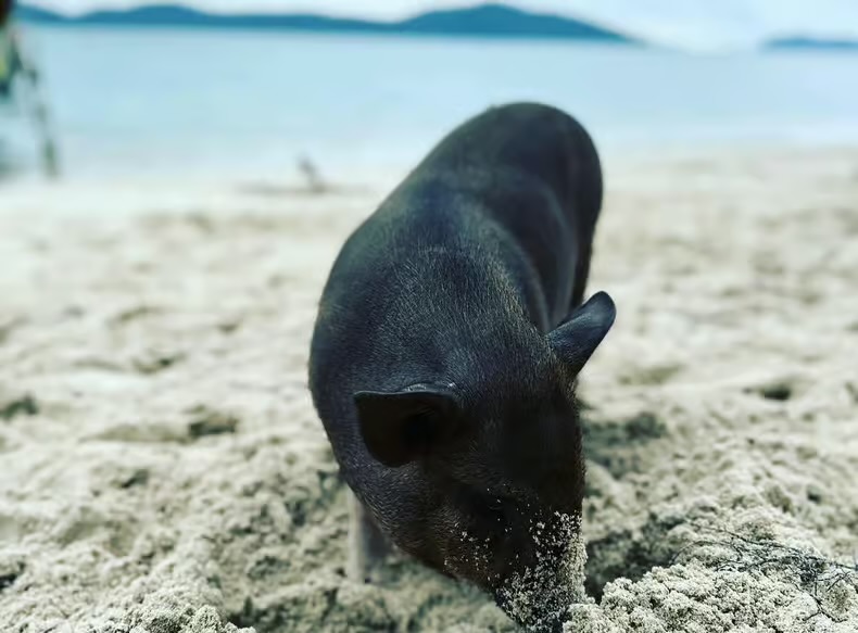 Resident pig on Koh Samui's Pig Island
